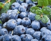 BLUEBERRIES can lower the risk of tooth decay