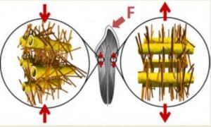 Compressed mineral nanoparticles make teeth tougher